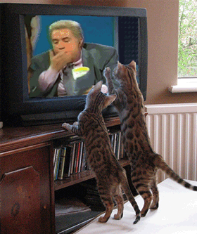 Glick Cats