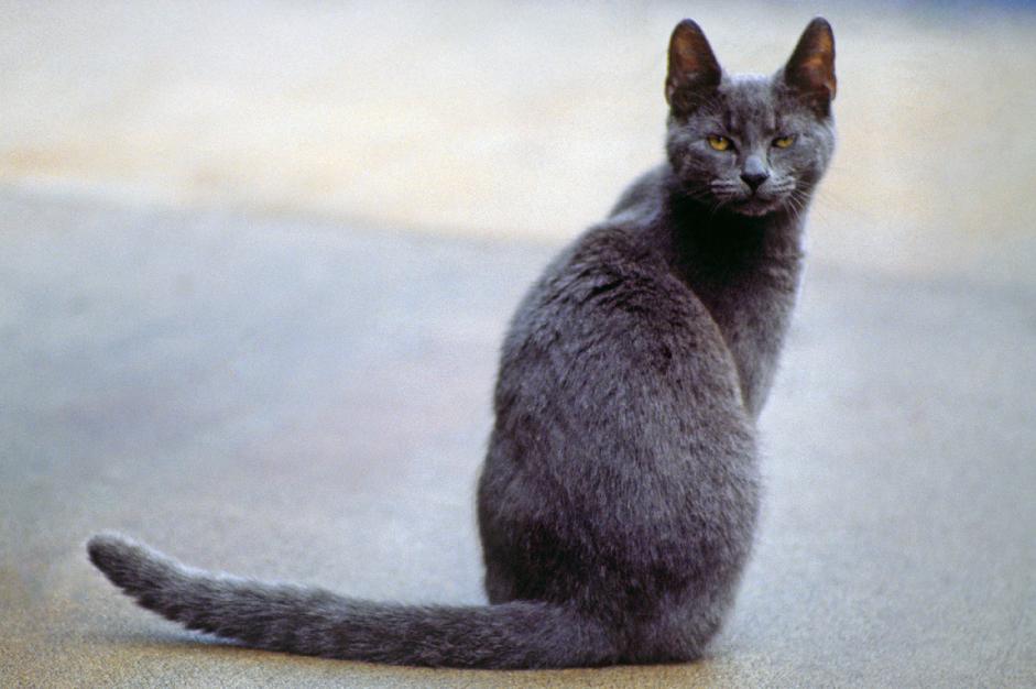 cat