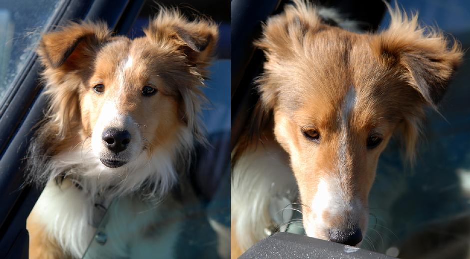McKinsey the Sheltie