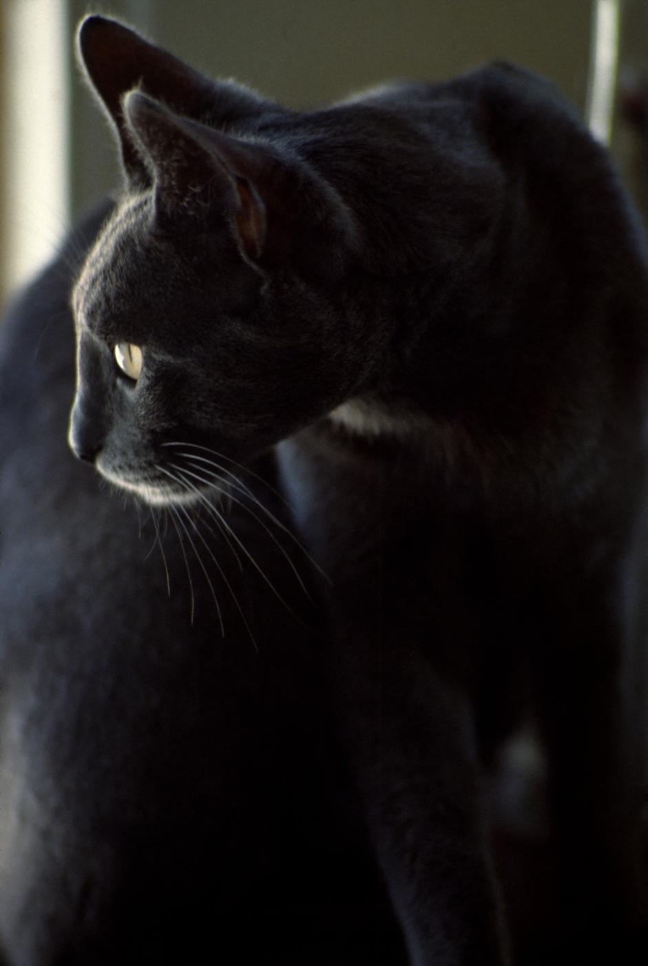 Bosco the cat