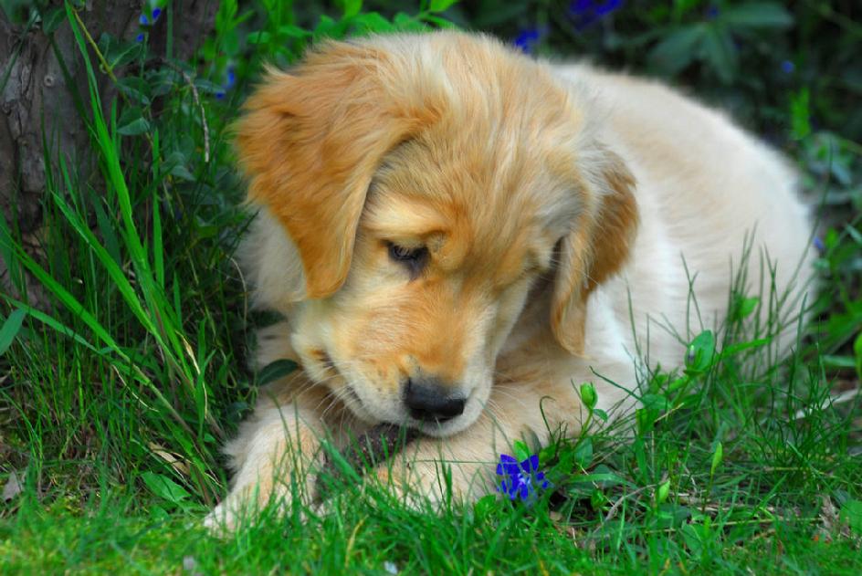 Ollie With Flower