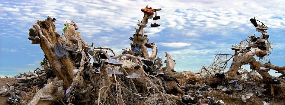 Amboy Shoe Tree (C)2013 Robert Woolcock
